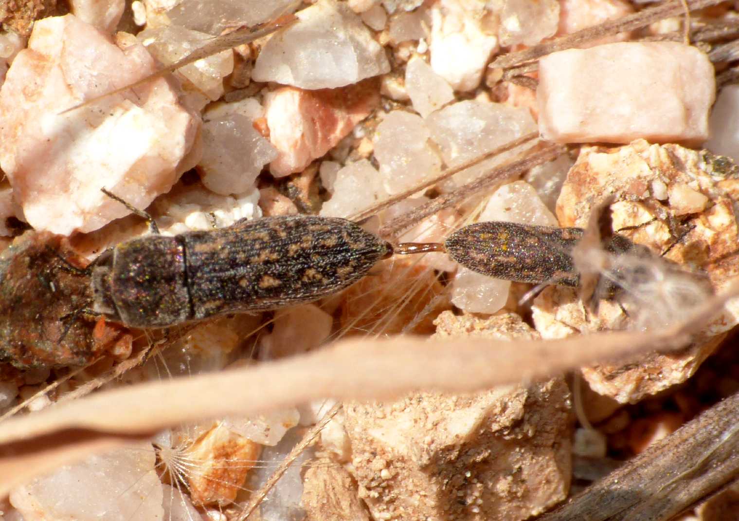 Altro tiro alla fune (Acmaeodaerella adspersula)